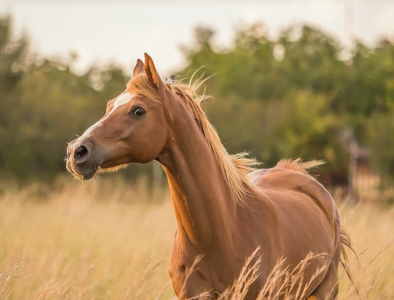 мечтаю о лошадях