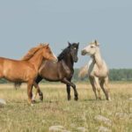 Значения снов о лошадях: 7 распространенных толкований