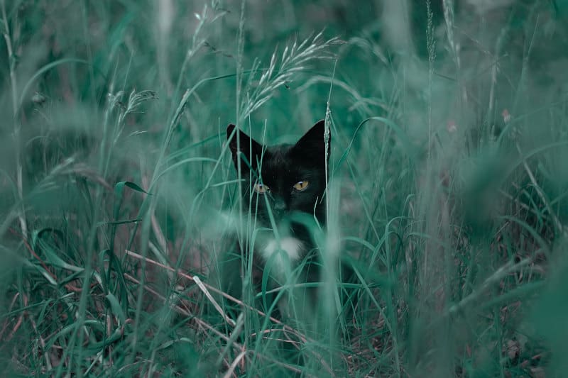 сон о черной кошке